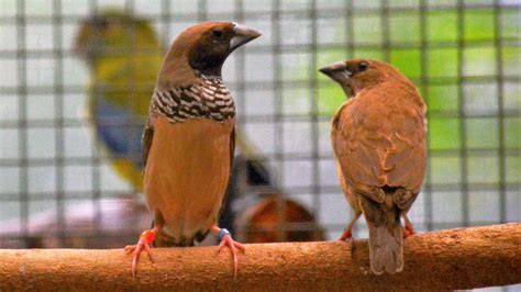 Fact Sheet Australian Finches The Avicultural Society Of Australia