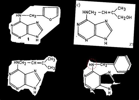 Cytokinins Are Commonly Used To My Xxx Hot Girl