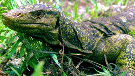 New Giant Lizard Discovered In The Philippines Wired
