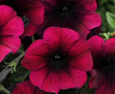 Petunia Easy Wave Burgundy Velour Greenhouse Product News