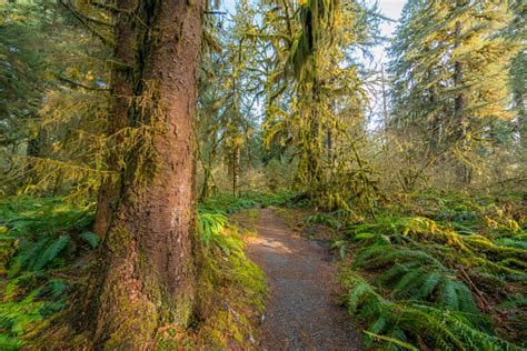 Hoh Rain Forest Is One Of The Largest Temperate Rainforests In The Usa