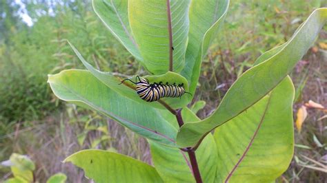 Monarch Butterfly Larvae At Tommy Thompson Park