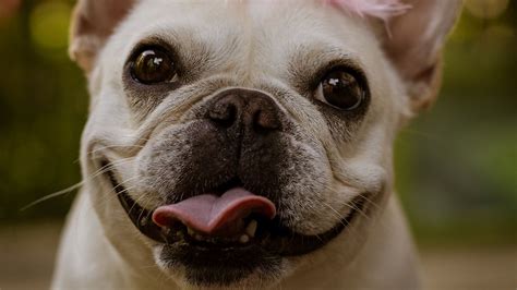 Wallpaper Pug Funny Protruding Tongue Holiday Hd Picture Image