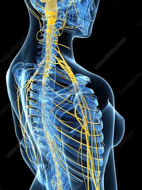 Female Nervous System Artwork Stock Image F0077016 Science