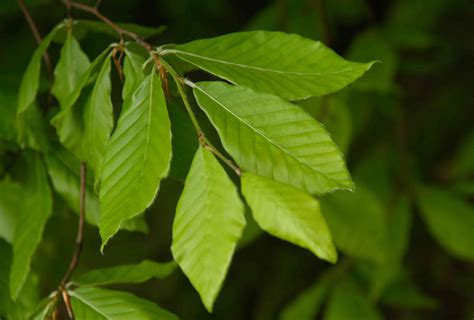 American Beech Tree Fagus Grandifolia Native Plant Guide