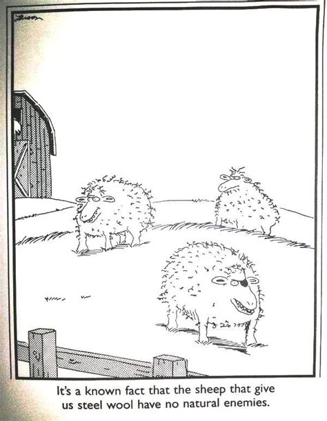 Its A Known Fact That The Sheep That Give Us Steel Wool Have No