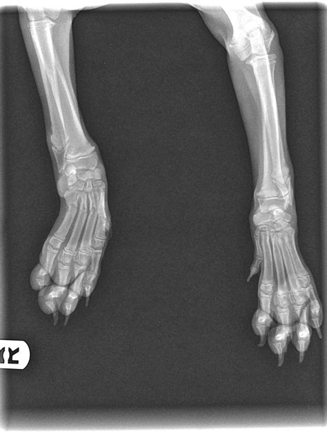 Xray Of Broken Leg Main Medical Animals In Need Dog Rescue In