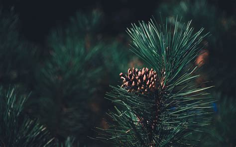 Please contact us if you want to publish a 4k computer wallpaper on. Pine 4K wallpapers for your desktop or mobile screen free ...