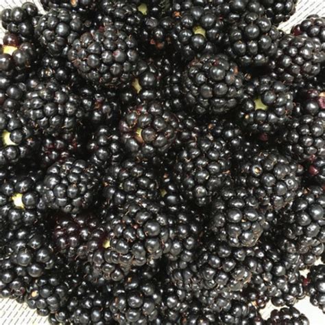 Blackberry is one such irresistible fruit that contains the goodness of a variety of nutrients and antioxidants. 5 Amazing Health Benefits of Blackberries
