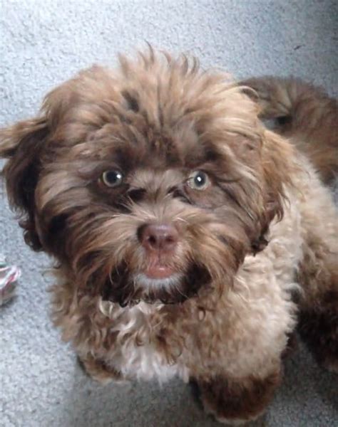 The Dog That Looks Like A Person Popsugar News Photo 12