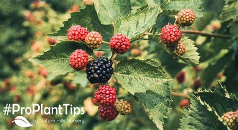 How And When To Prune Bramble Bushes