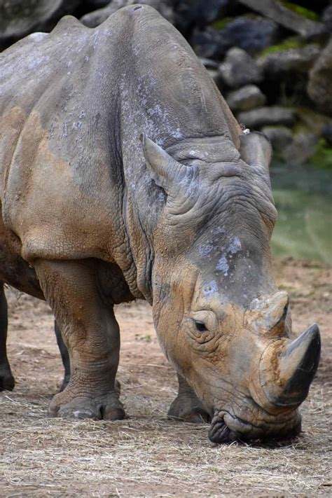 White Rhinoceros Animal Facts Ceratotherium Simum Az Animals