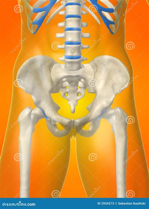 Human Skeletal Hips Stock Illustration Illustration Of Chest 2934273