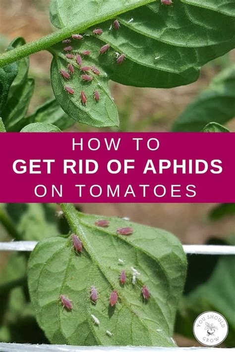 Tomato plants come in two growing types — determinate and indeterminate. How to get rid of red bugs on tomato plants ...