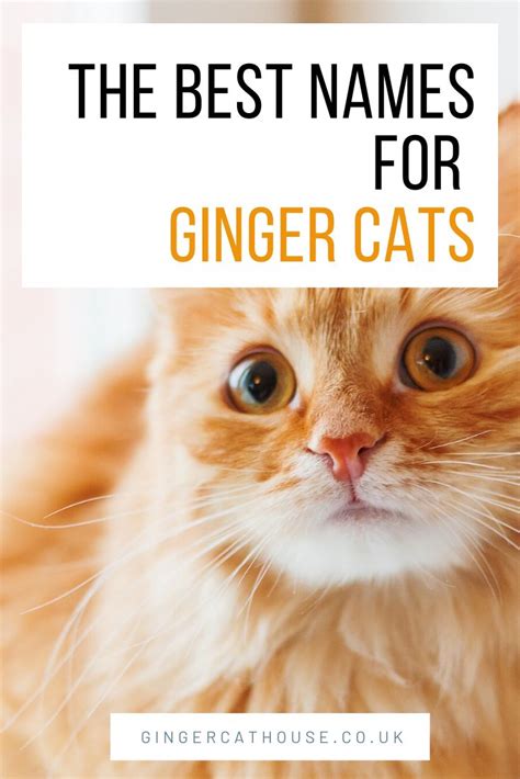 101 Cute Name Ideas For Ginger Cats Ginger Cat Names Cat Names