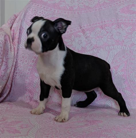 The boston terrier has a life expectancy of 15 years and is prone to breathing difficulties due to the brachycephalic muzzle; Boston Terrier Puppies For Sale | Winston-Salem, NC #295979
