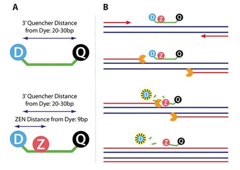 Upping The Sensitivity And Accuracy Of Qpcr