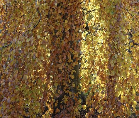 Weeping European Beech Tree Harry Lipson Iii Flickr