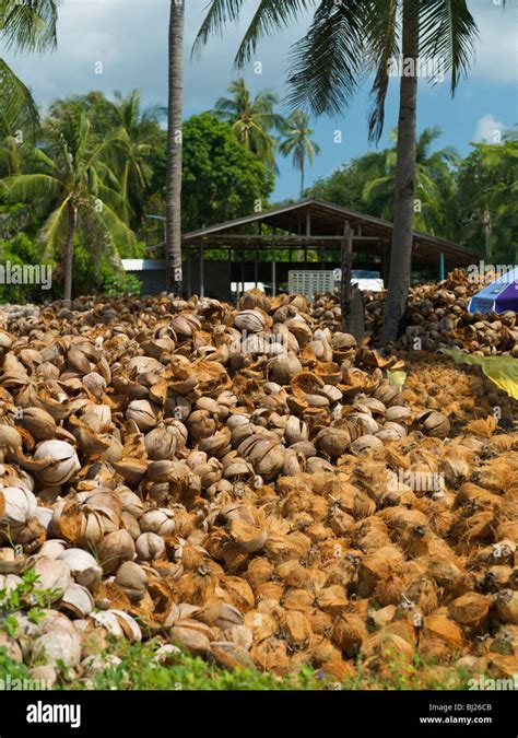 Coconut Farm Thailand Hi Res Stock Photography And Images Alamy