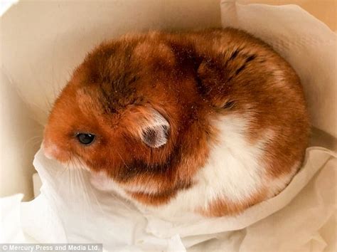 Oxfordshire Mum Warns Dead Hamsters Actually Hibernating