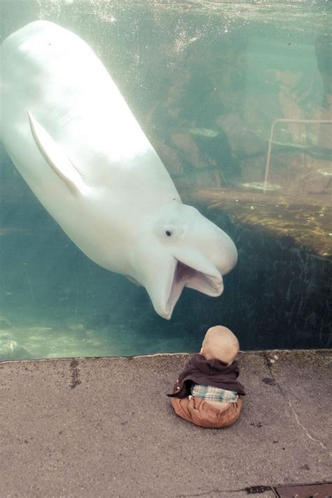 Beluga Entertains And Is Entertained By Baby Cute Animals Funny
