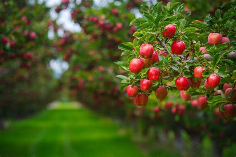 Apple Orchard Wallpapers Top Free Apple Orchard Backgrounds