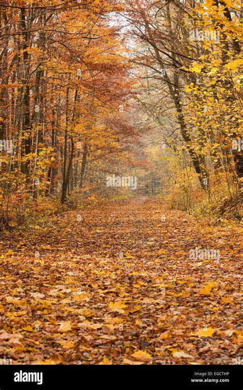 Forest Path In Autumn Thuringia Germany Stock Photo Alamy