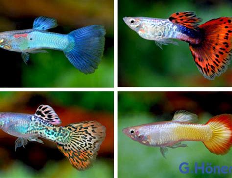 Riesige sammlung, hervorragende auswahl, mehr als 100 mio. Pin de Rodolfopastran en guppys en 2020