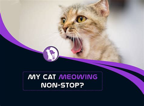 Why Is My Cat Meowing Non Stop
