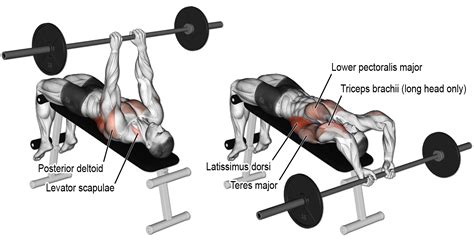 Barbell Pull Over For Explosive Lat Strength And Chest Mass Fitness