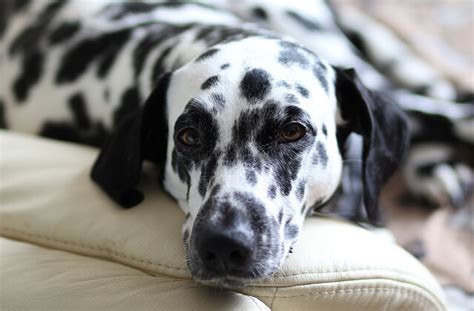 Find Your Picky Pup the Perfect Dog Bed | Healthy Paws Pet ...