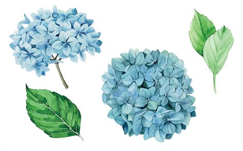 Watercolor Drawing Set Of Blue Hydrangeas Isolated On White