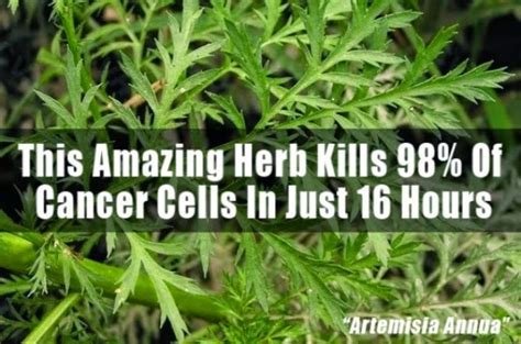 Amazing Herb Kills 98 Of Cancer Cells In Just 16 Hours