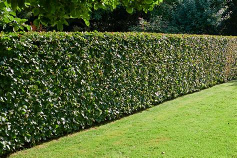 List Of 20 What Is The Fastest Growing Hedge