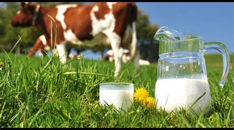 La Leche De Vaca Y Sus Beneficios Para La Salud Qué Noticias