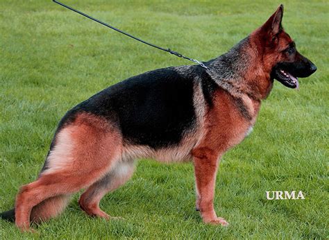Beautiful Adult Female German Shepherds For Sale From Mittelwest
