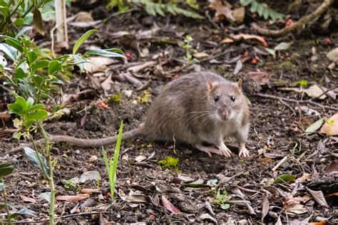 Rat Burrows In Garden Fasci Garden