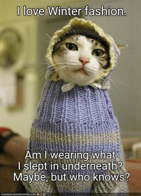 Watch The Unbelievable Funny Winter Cat Memes Hilarious Pets Pictures