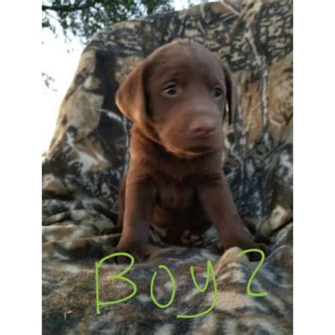 We are a silver labrador breeder specializing in silver lab puppies, charcoal lab puppies, check out our website for more information. AKC registred Chocolate/Silver Lab puppies in Lubbock ...
