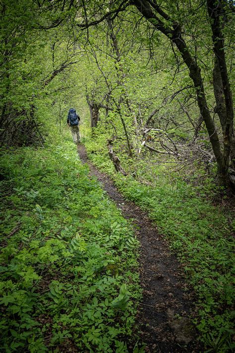 Forest Trail Through Spring Growth Photograph By Nathan Lofland Fine