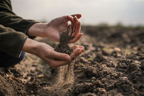 Female Hands Pouring A Black Soil In The Field Female Agronomis