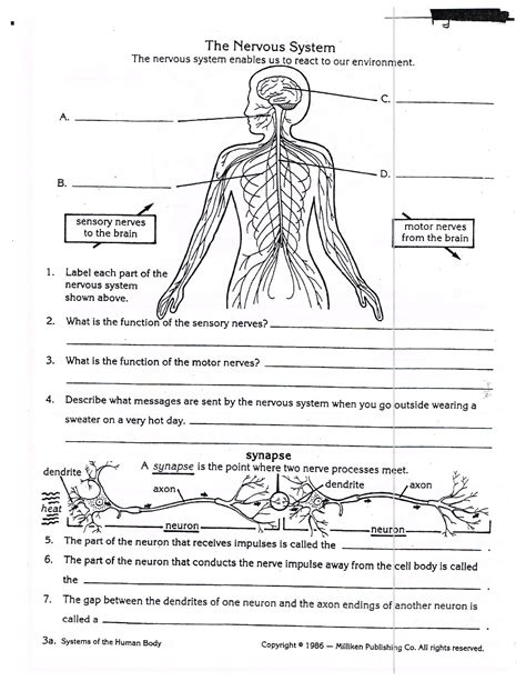 Worksheets On Nervous System For Grade 5 Kids Biology Worksheet