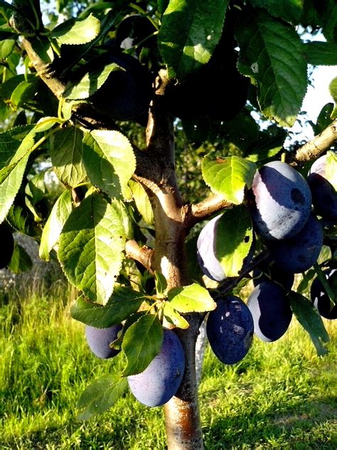 How To Prune Fruit Trees Pruning And Training Apple And Pear Trees Home