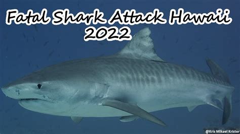 2022 Fatal Shark Attack Hawaii Others Shark Attacks Bites In The