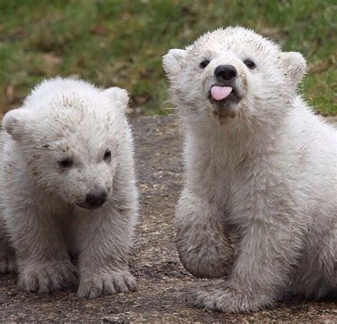 Pin By Ladywitch On The A Factor Baby Polar Bears Polar Bear