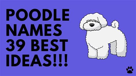 🐩 Poodle Names 39 Cute Best Ideas For Male And Female Poodle Dog