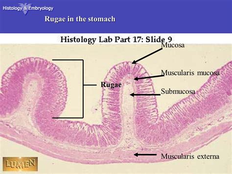 Stomach Histology Rugae