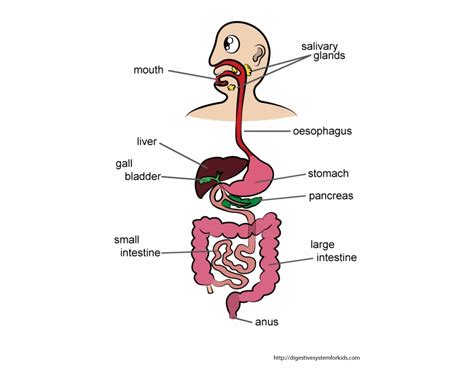 Here you can explore hq digestive system transparent illustrations, icons and clipart with filter setting like size, type, color etc. CRMla: Easy Digestive System Clipart Black And White