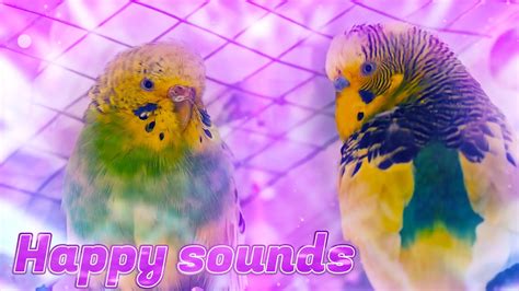 Budgie Sounds Sounds For Budgies To Make Them Happy Youtube