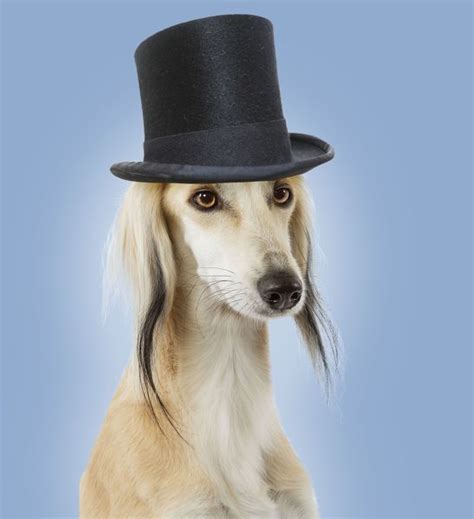 Dog Saluki Greyhound Wearing Top Hat Digital Manipulation
